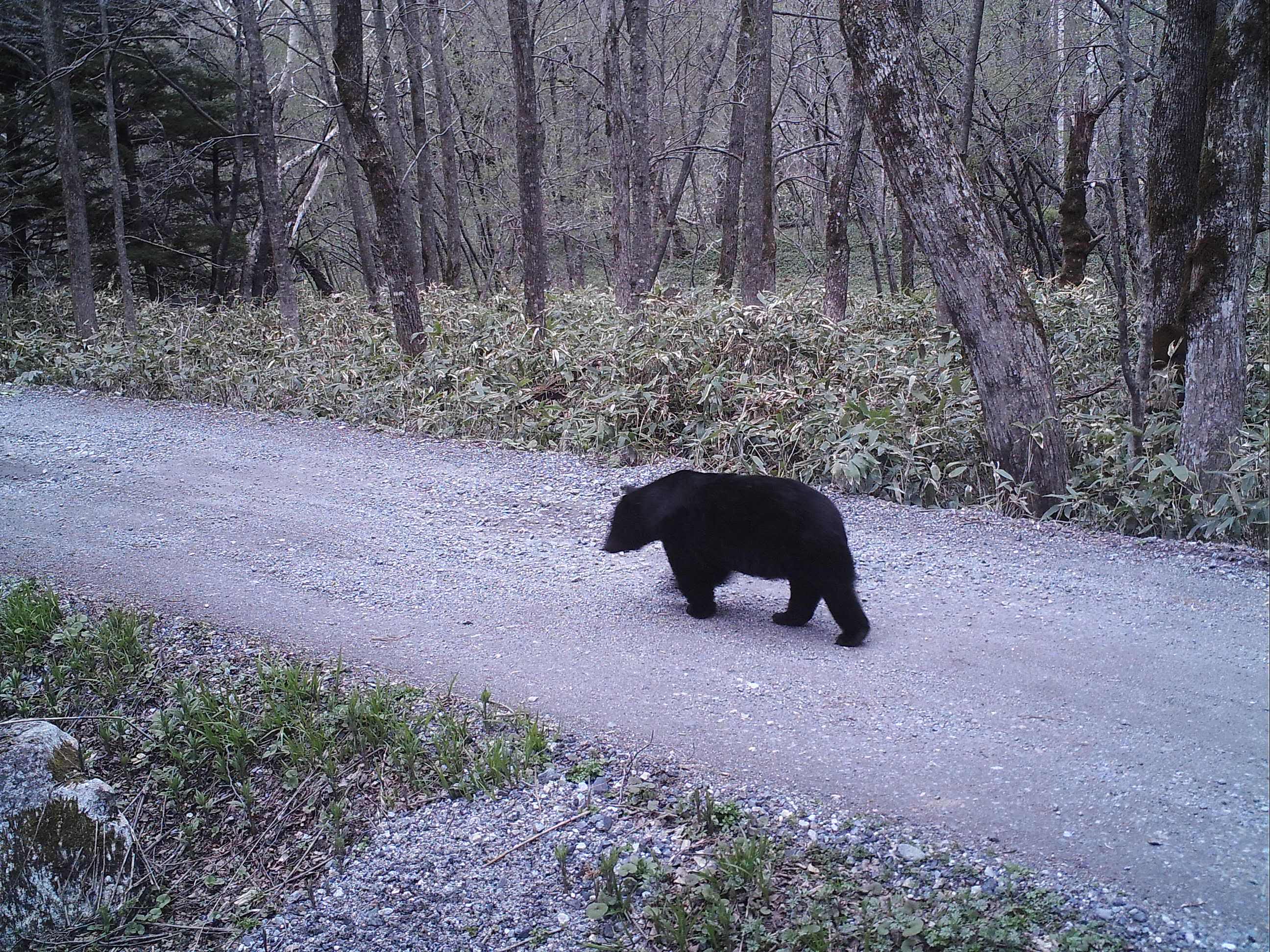 野生動物たち